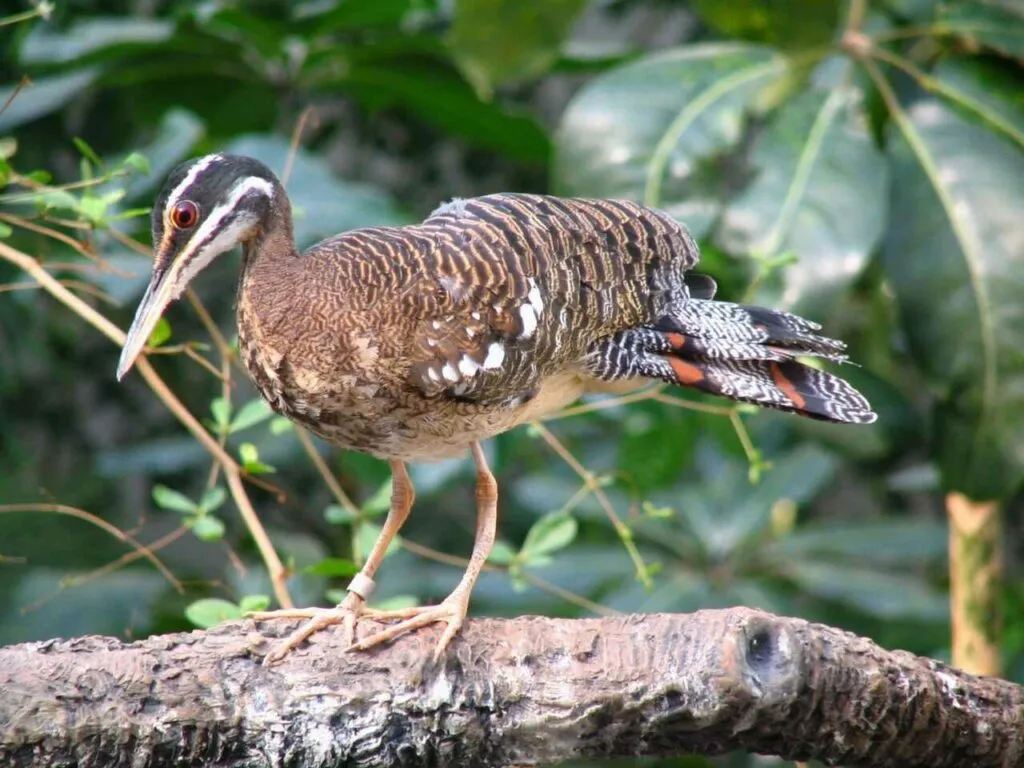 Sunbittern