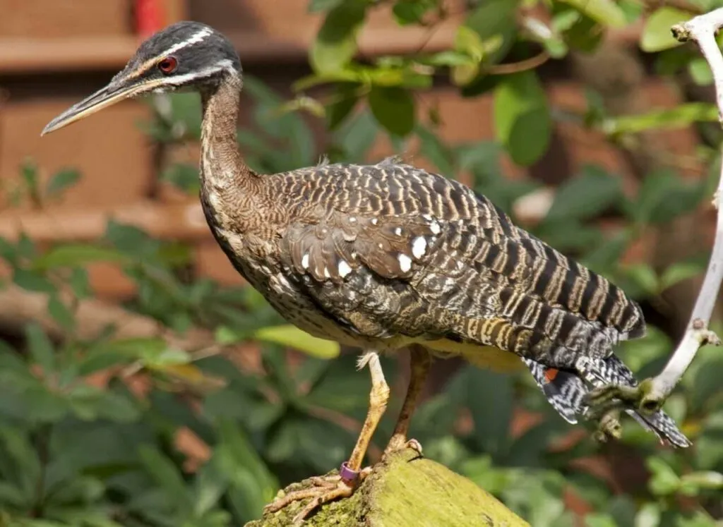 Sunbittern