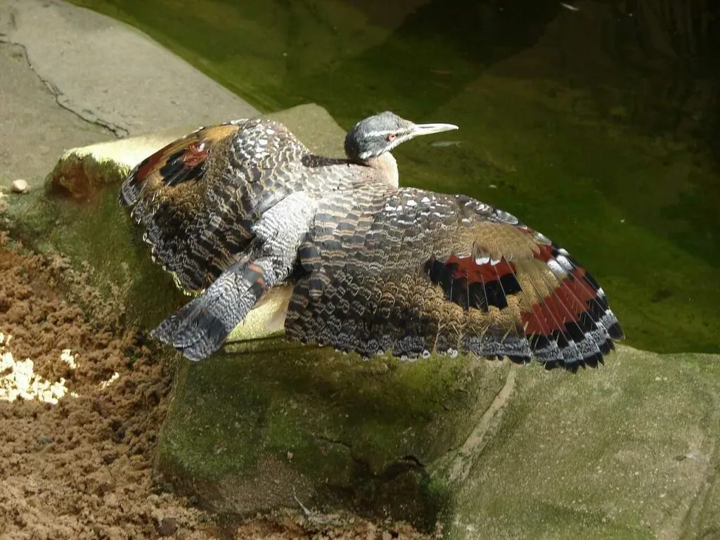 Sunbittern