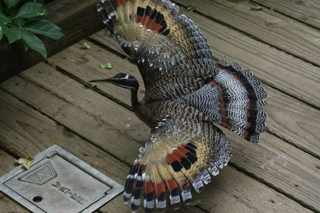 Sunbittern