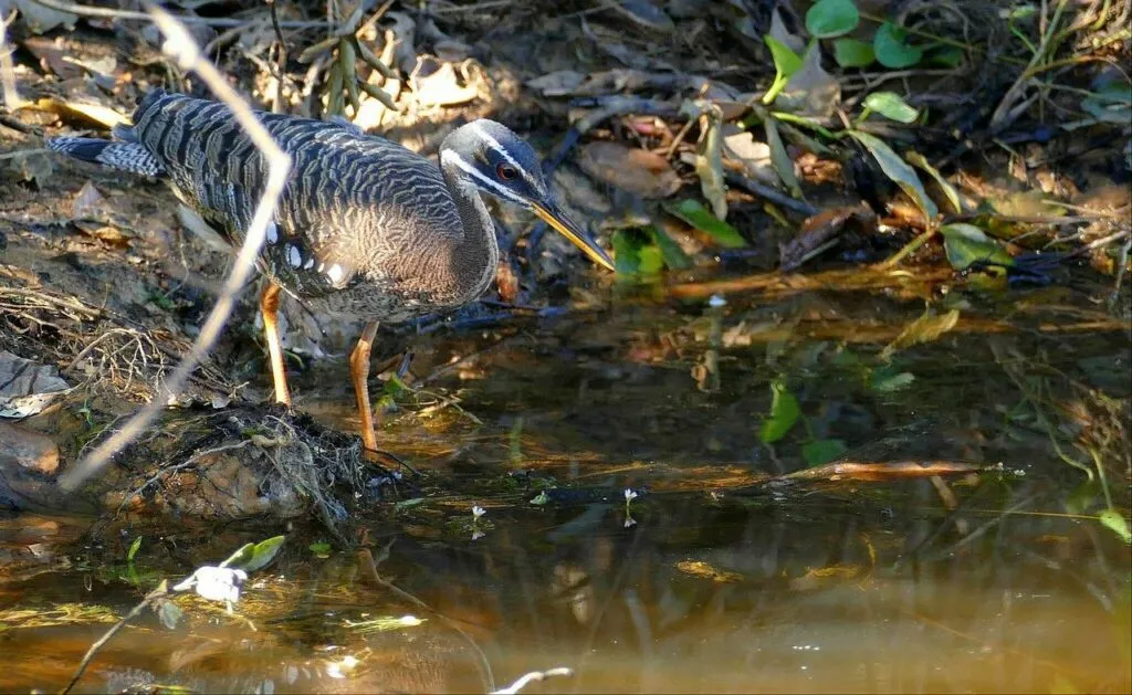 Sunbittern