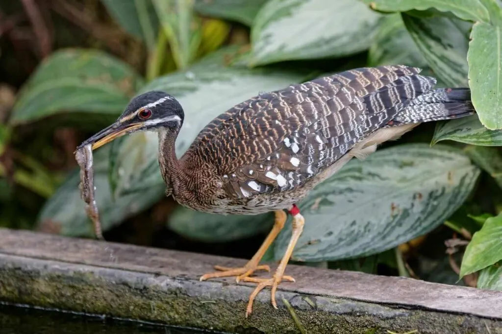 Sunbittern