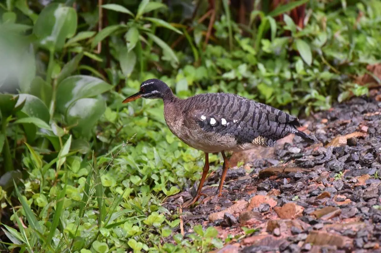 Sunbittern