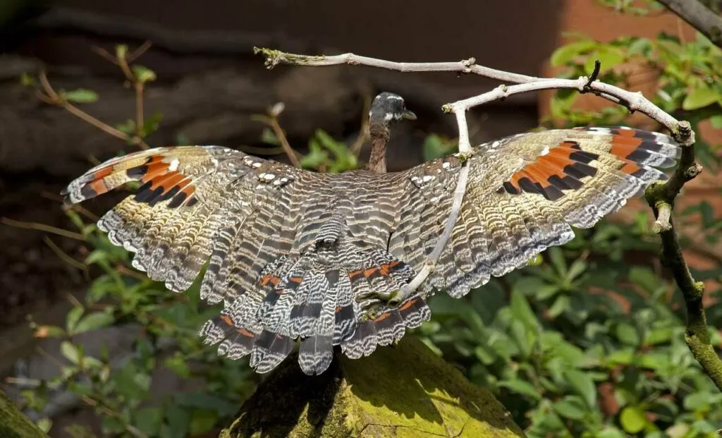 Sunbittern