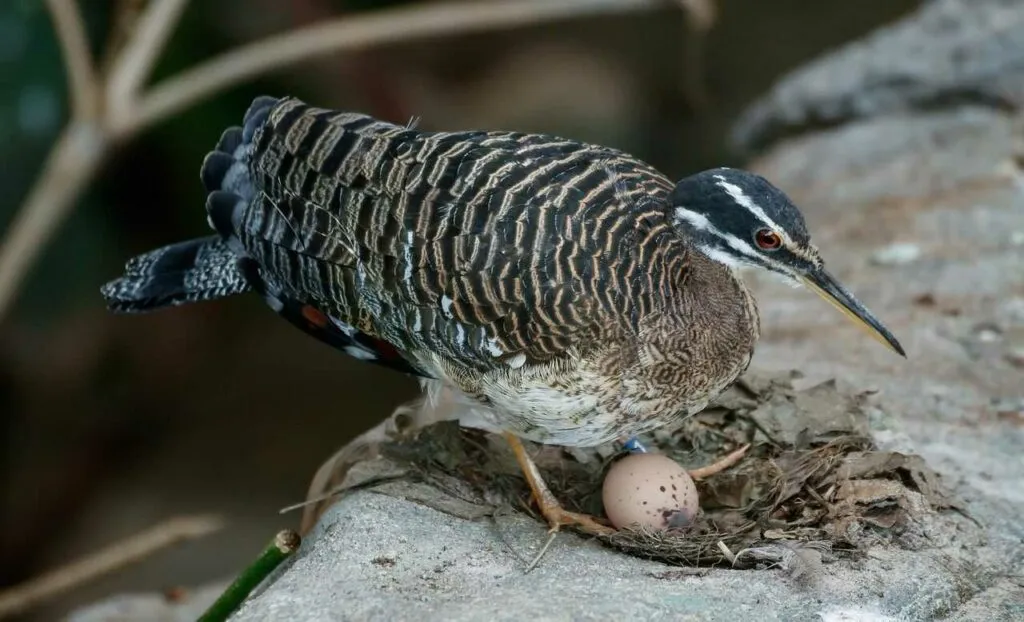 Sunbittern