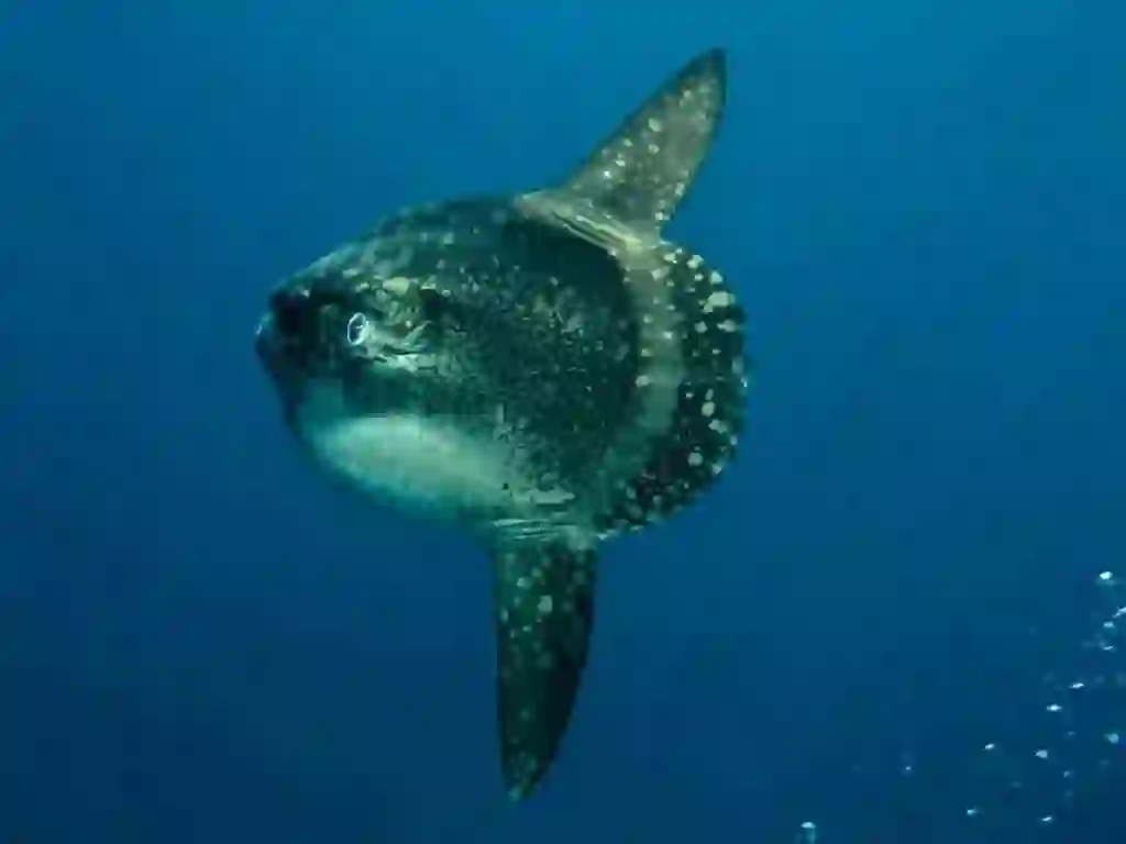 Sunfish