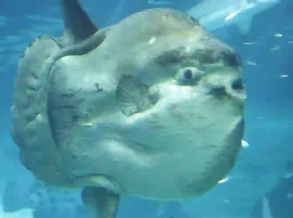 Sunfish