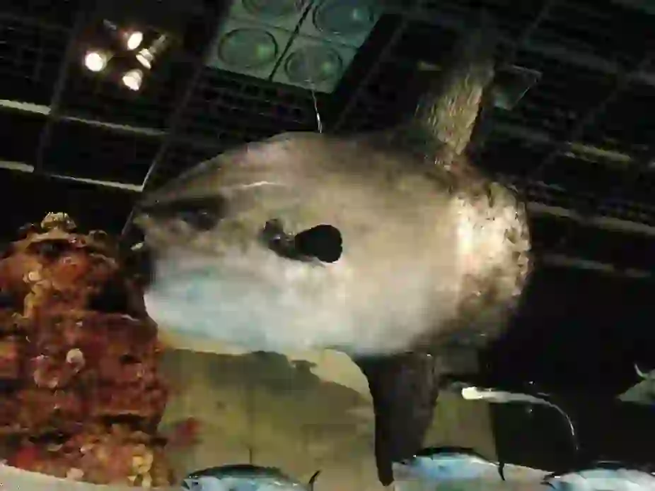 Sunfish