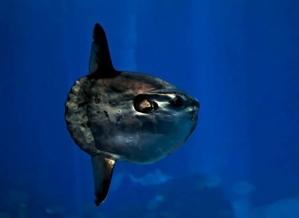 Sunfish