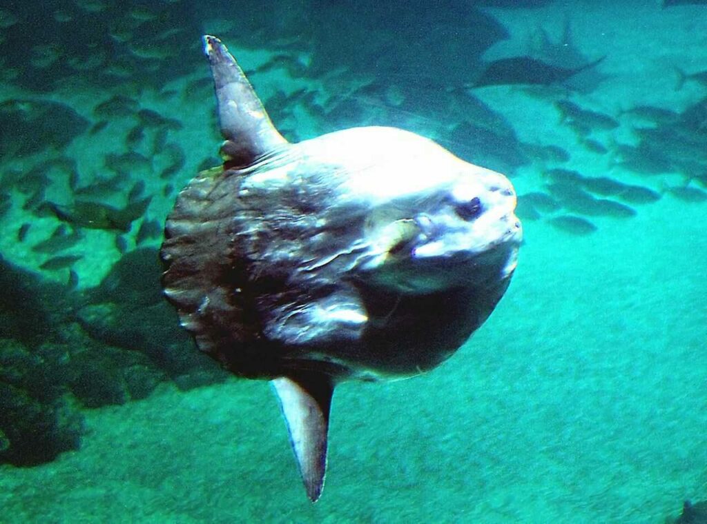 Sunfish