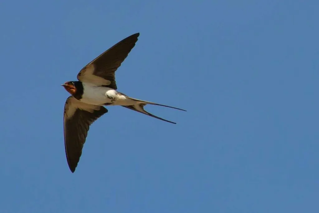 Swallow