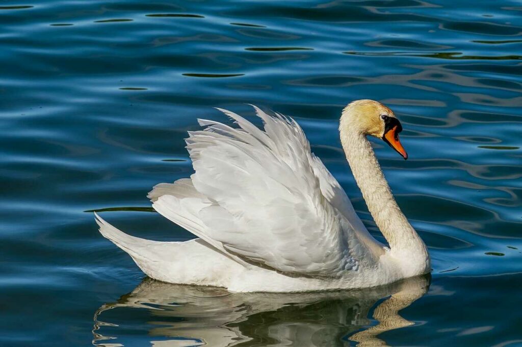 Swan