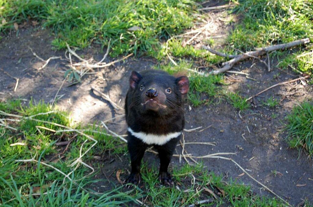 Tasmanian Devil