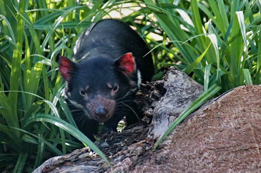 Tasmanian Devil