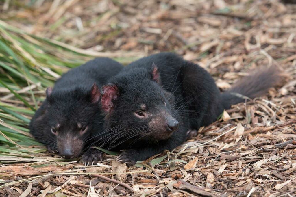 Tasmanian Devil