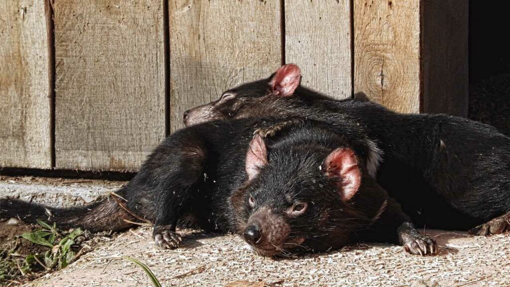 Tasmanian Devil