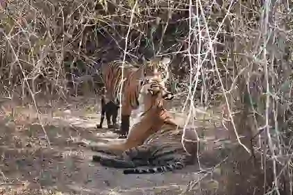 Bengal Tiger