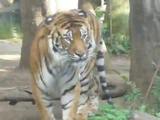 Sumatran Tiger