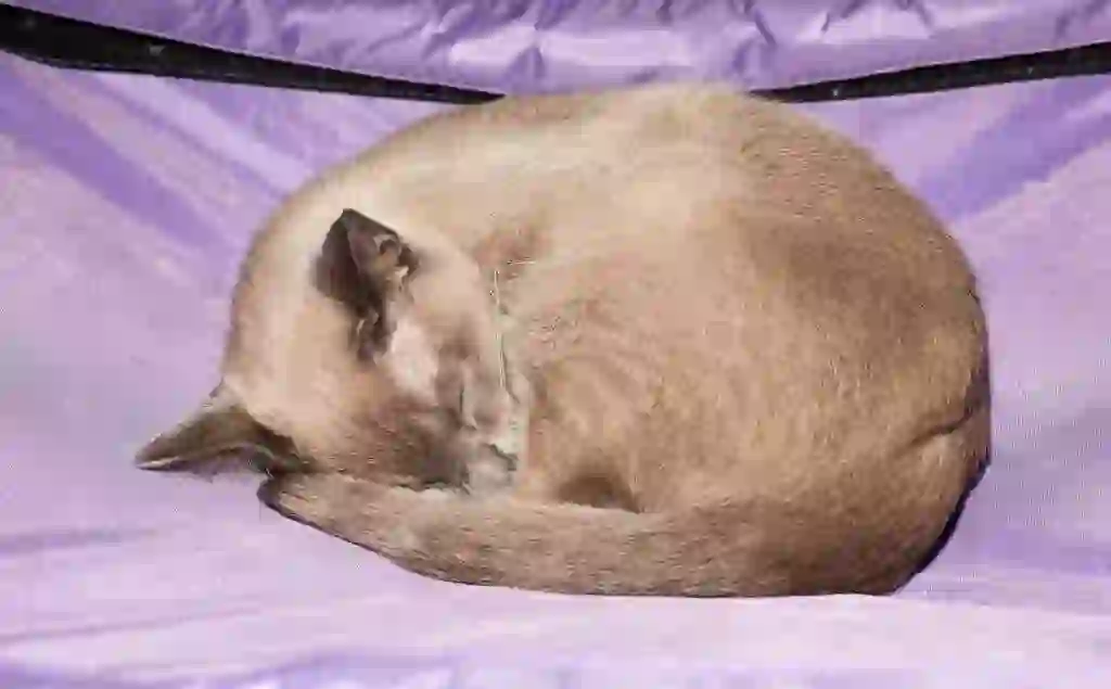 Tonkinese