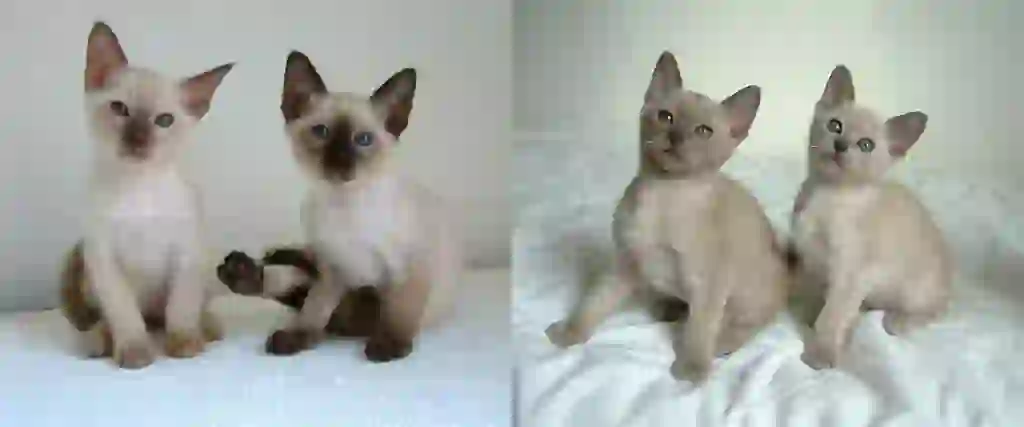 Tonkinese