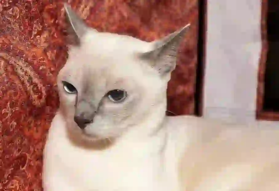 Tonkinese