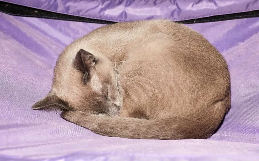 Tonkinese