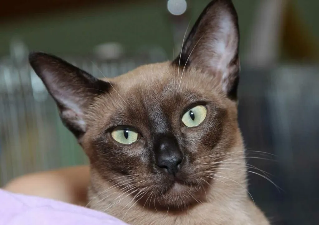 Tonkinese