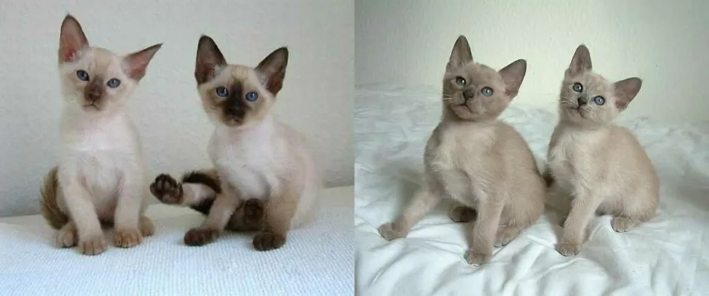 Tonkinese