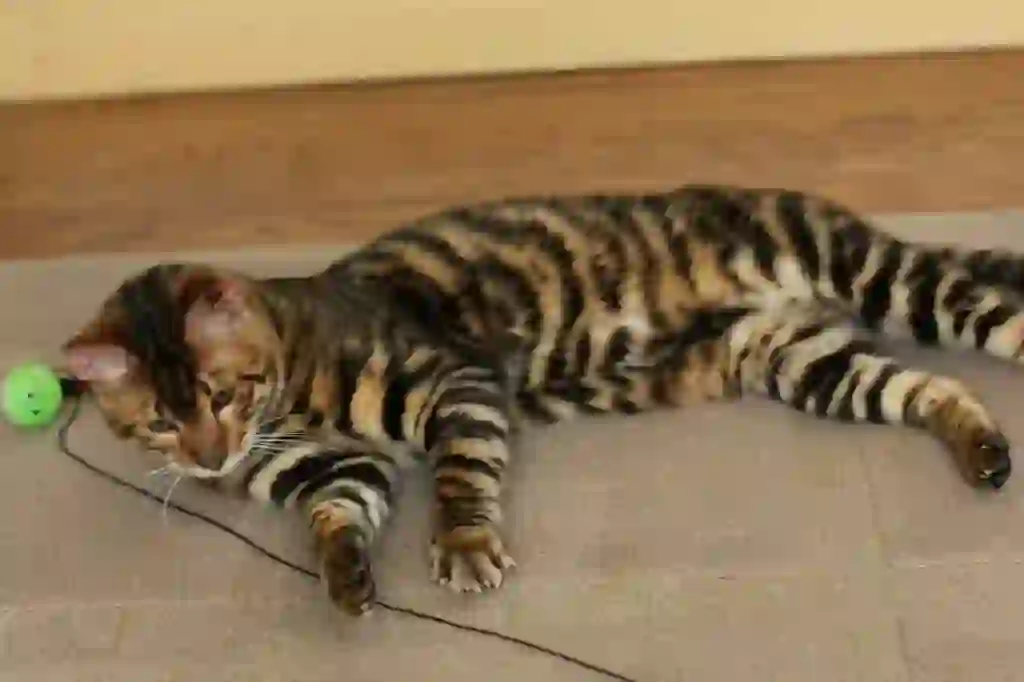 Toyger