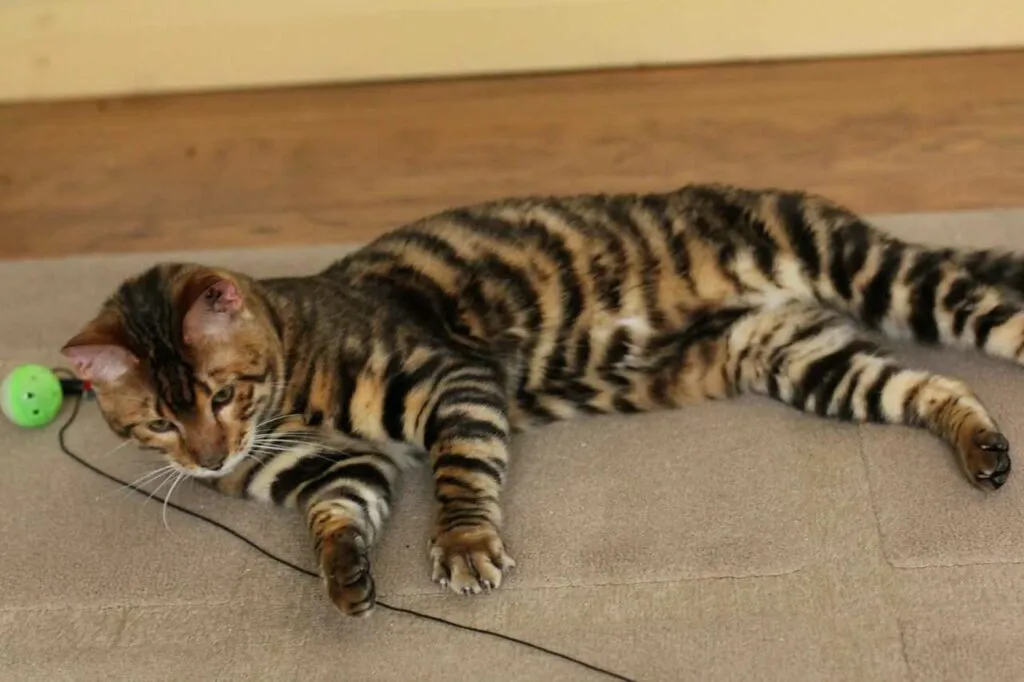 Toyger