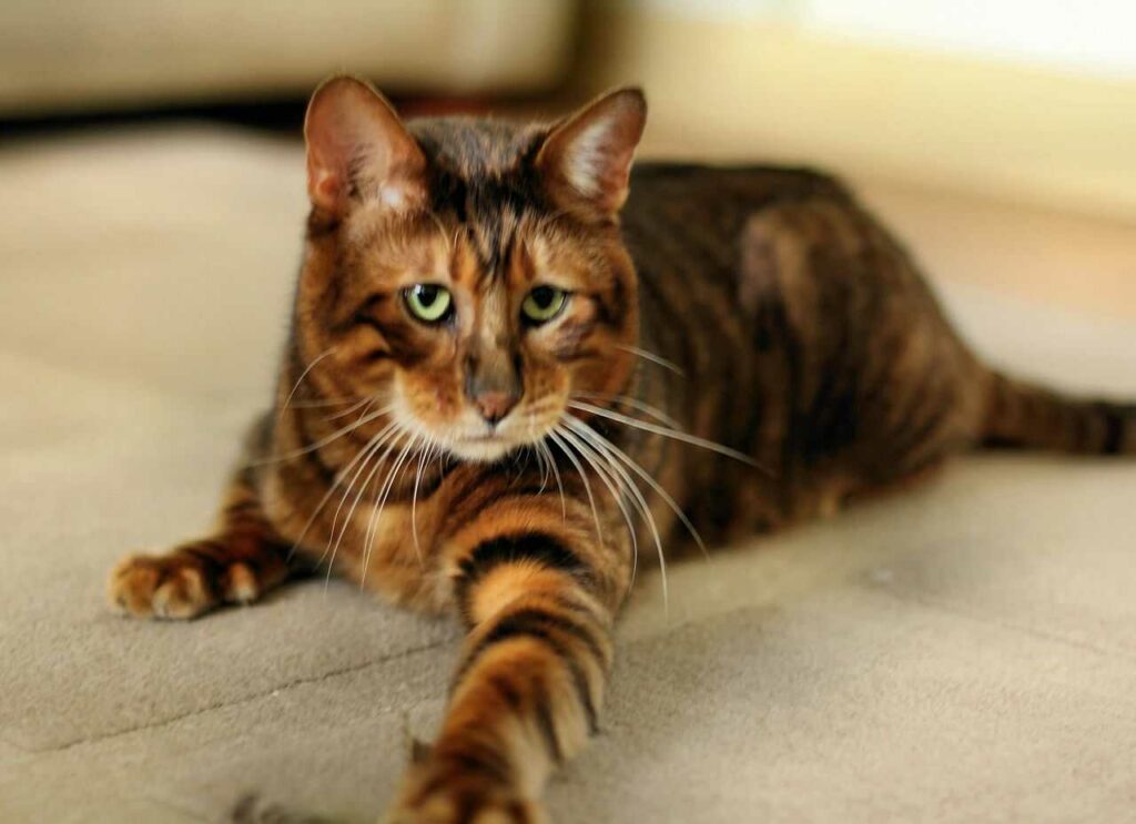 Toyger