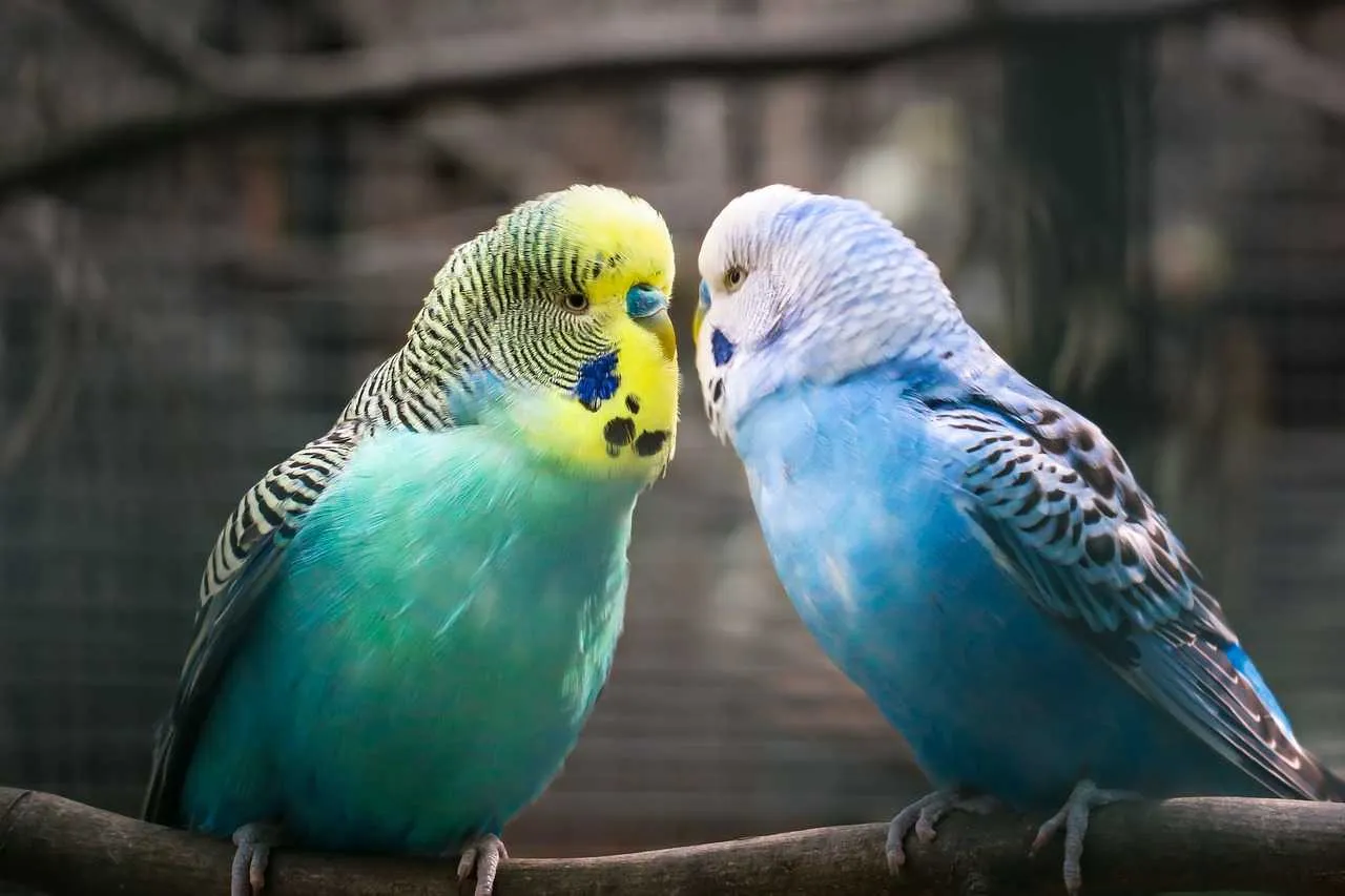 Parakeets