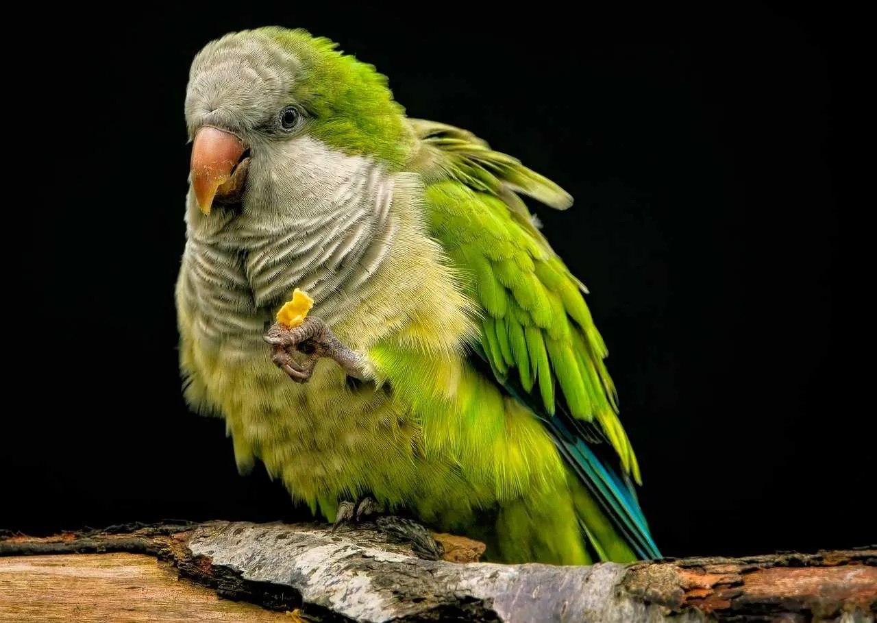 Parakeets