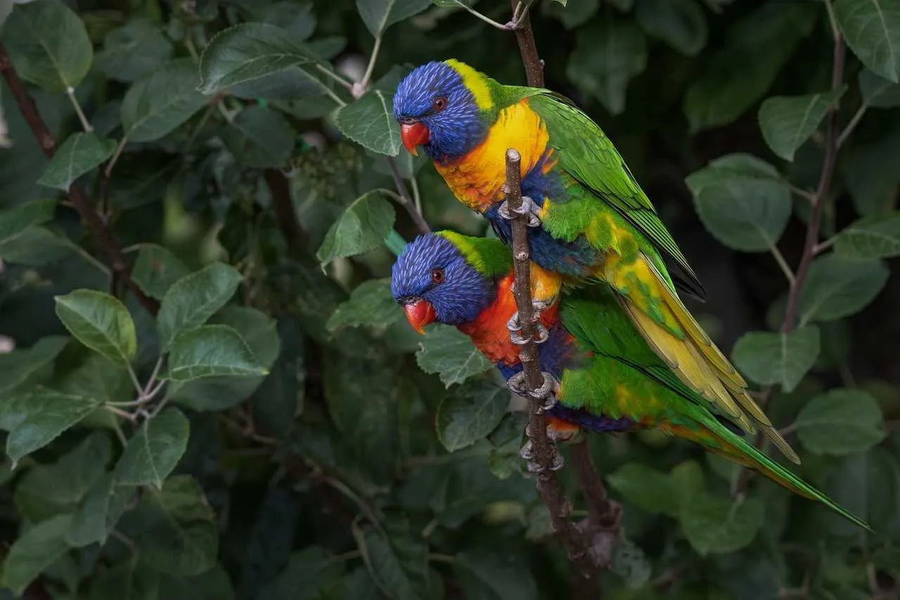 Parakeets