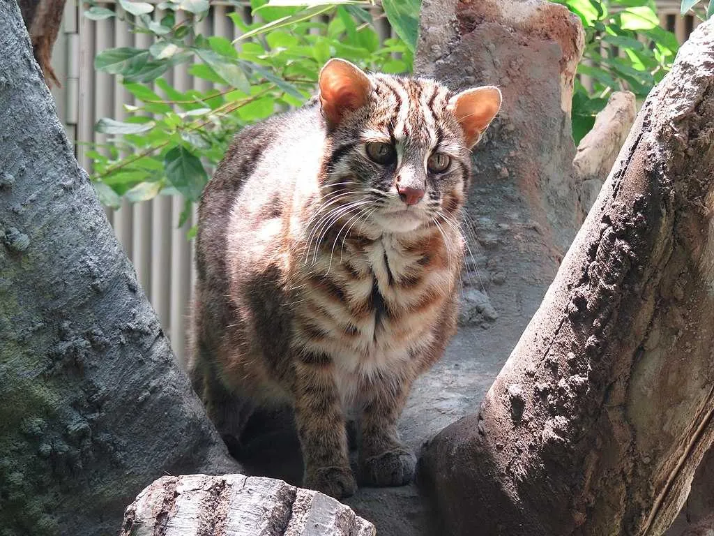 Tsushima Leopard Cat