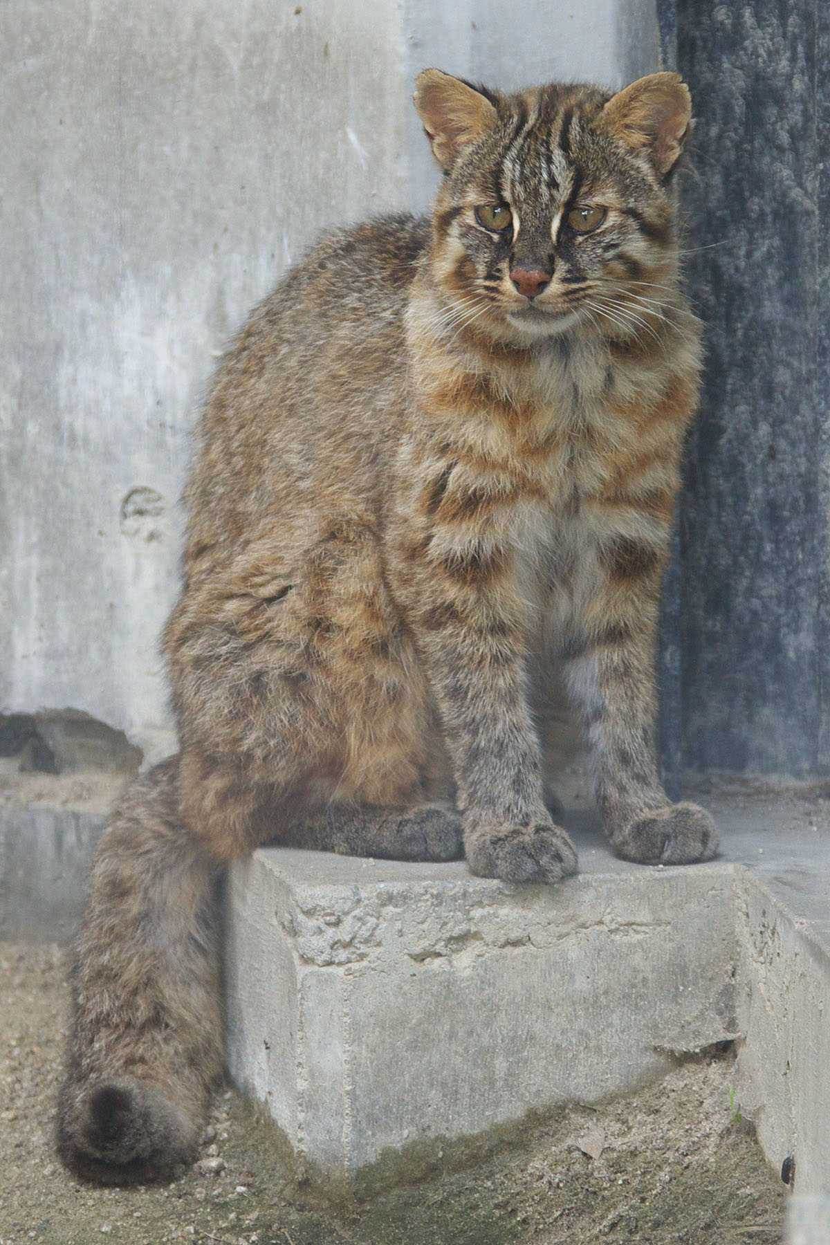 Tsushima Leopard Cat