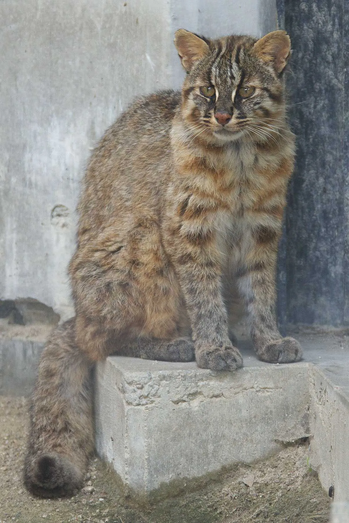 Tsushima Leopard Cat