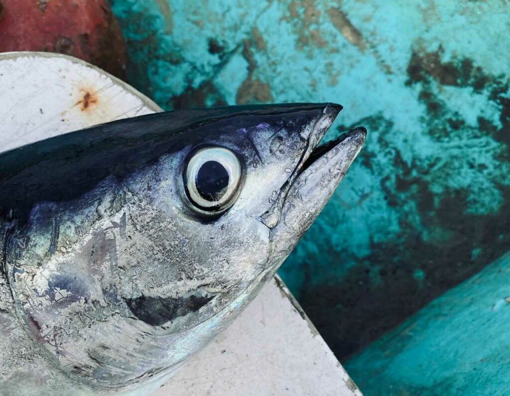 Tuna