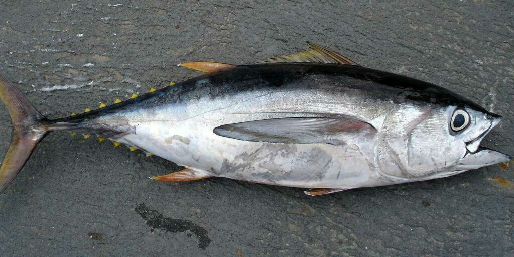 Tuna