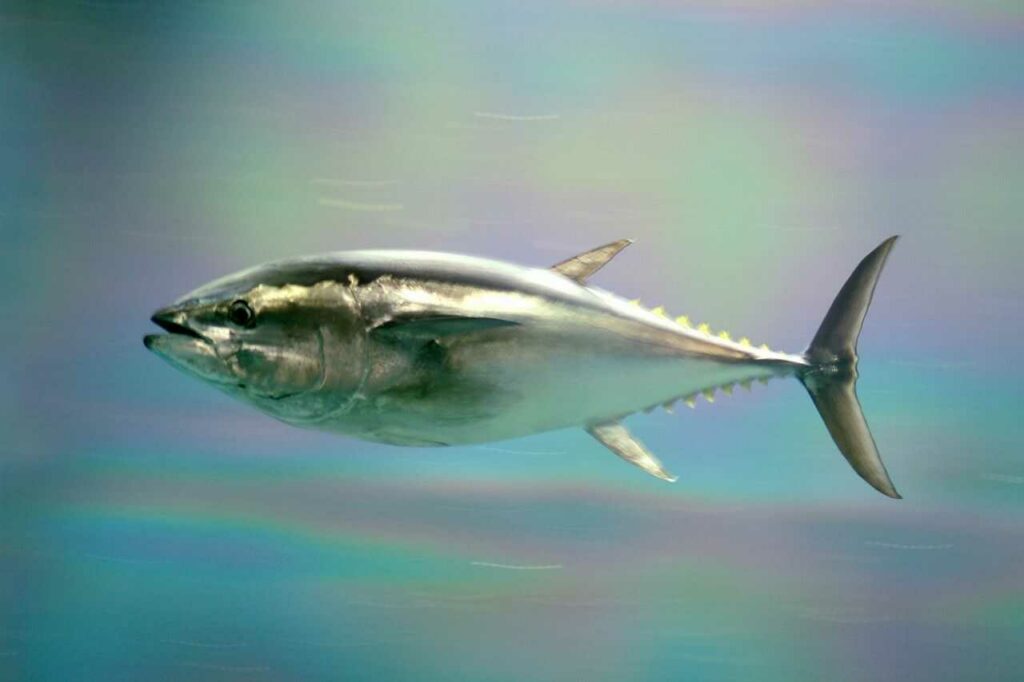 Tuna