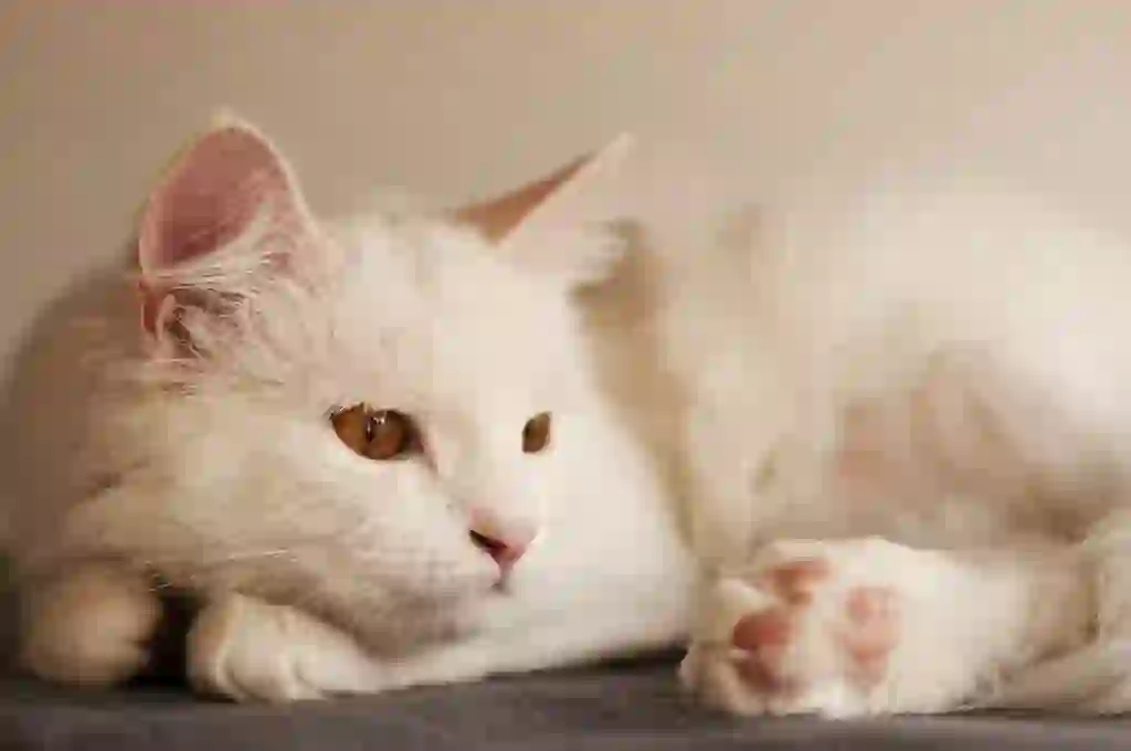 Turkish Angora