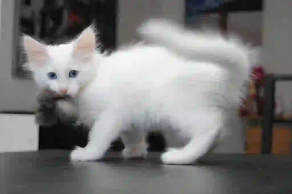 Turkish Angora