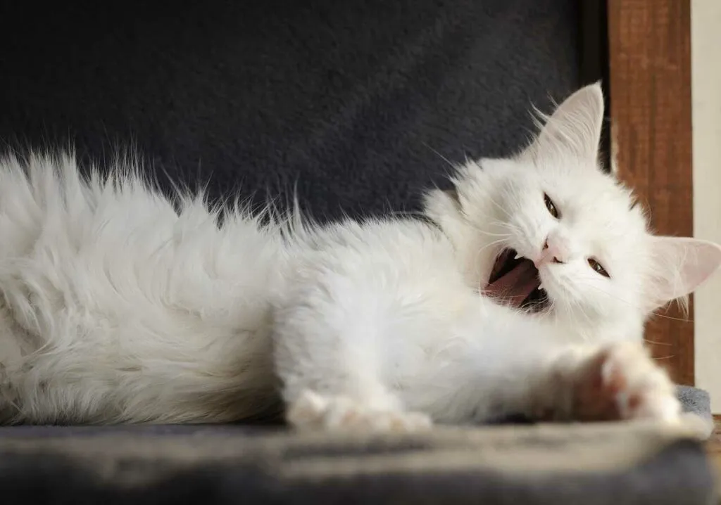 Turkish Angora