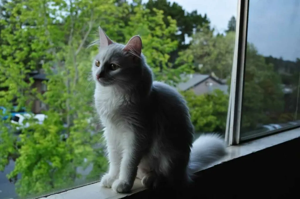 Turkish Angora