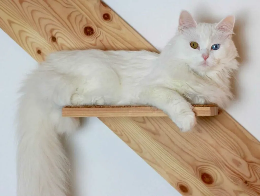 Turkish Angora