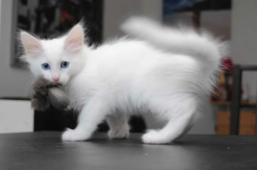 Turkish Angora