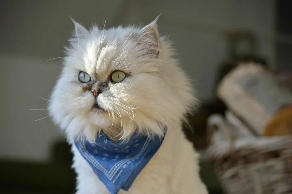 Turkish Angora