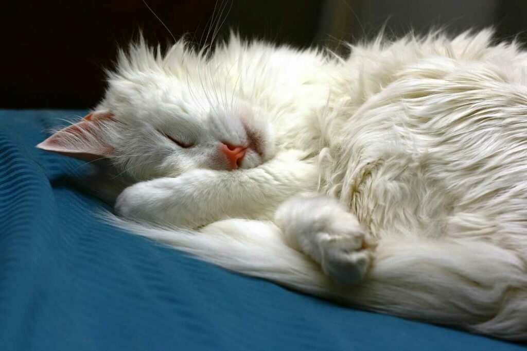 Turkish Angora