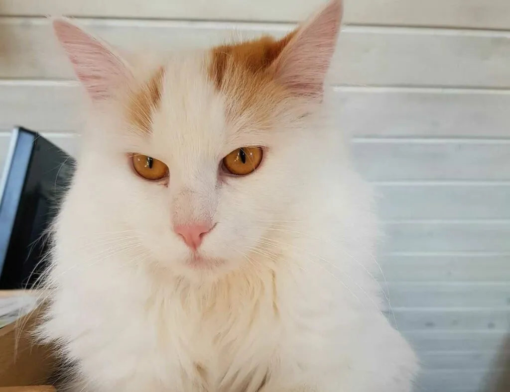 Turkish Van