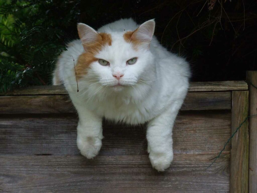 Turkish Van